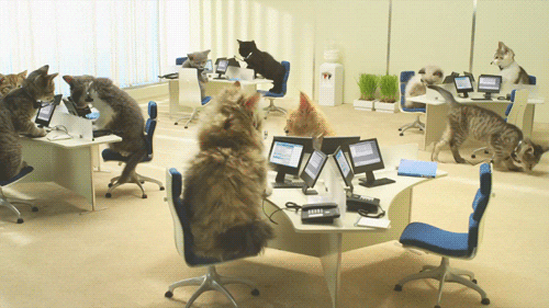Professional Cat GIF - Find & Share on GIPHY